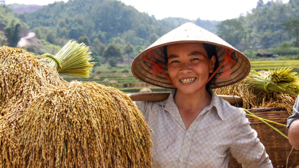 Femme souriante portant des gerbes de riz sur la route de Bản Giốc, à Cao Bằng.