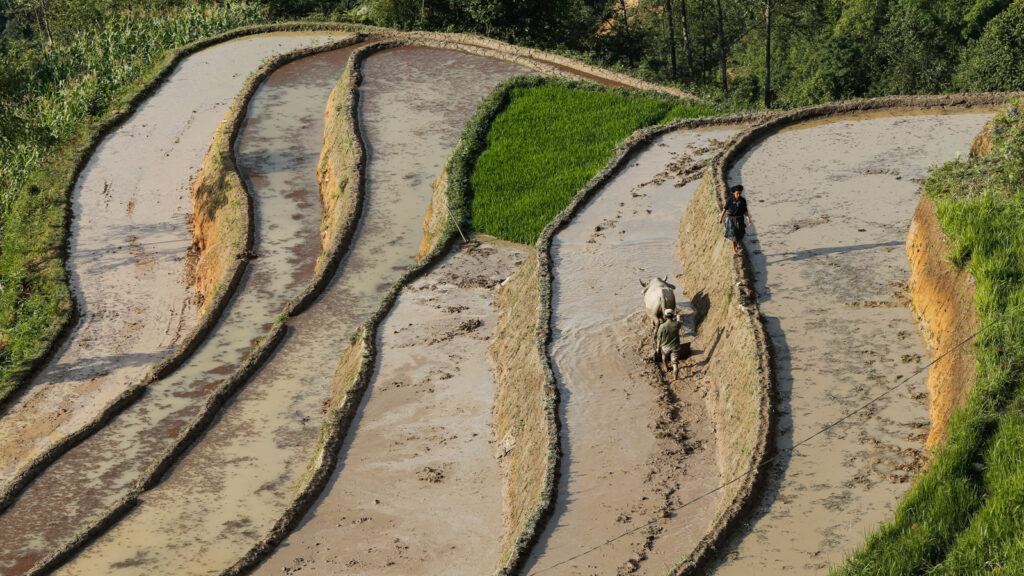 Une personne guide un buffle dans les rizières en terrasses inondées de Bản Phùng.